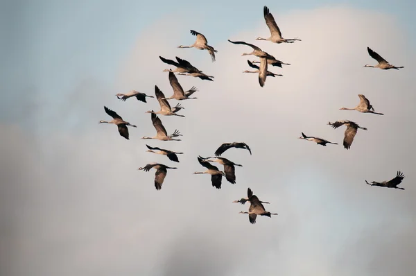 Sonbahar, bir sürü vinçler (Grus grus) uçuş. Yatay.