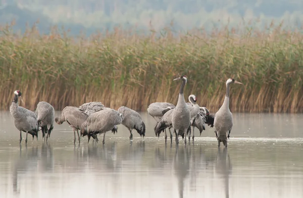 A group of cranes (Grus Grus) standing in the lake water — Stock Photo, Image