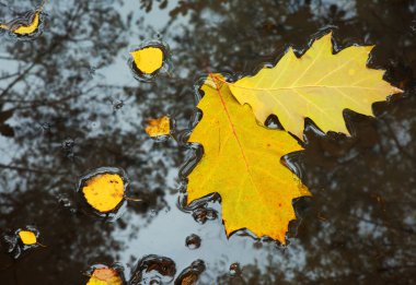 Yellow leaves on the water. Horizontal view. clipart