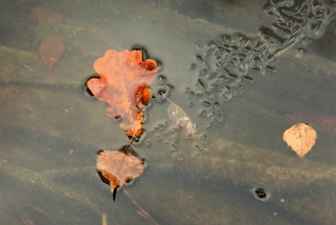 Meşe ve huş yaprağı donmuş Nehir donmuş. Yatay.