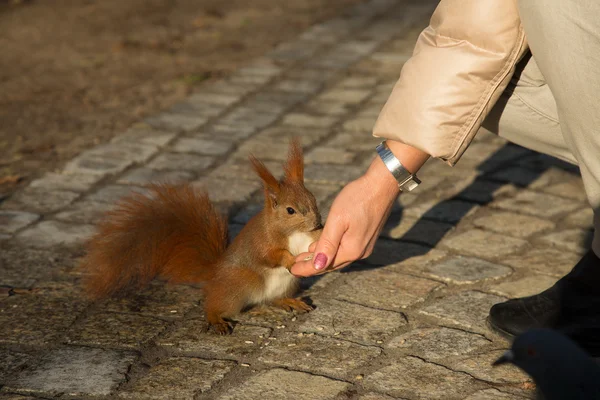 Squirrel fed from the hand of man.Horizontal. — Stock Photo, Image