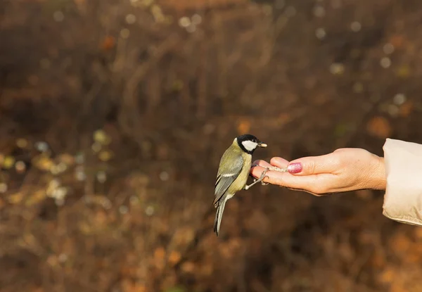 Eller üzerinde oturan ve besleme büyük baştankara kuş. Yatay.