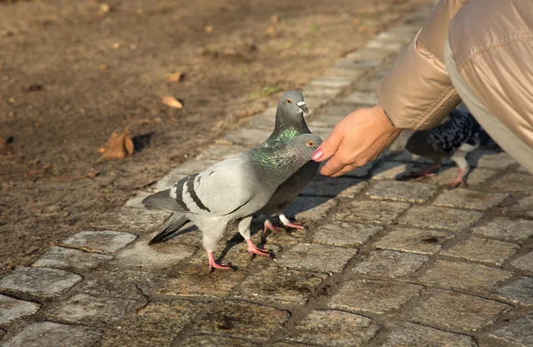 Pigeon eats sunflower seeds from a female hand — Stock Photo, Image