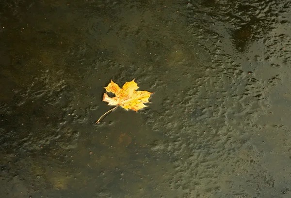 Žlutá javorový list v zamrzlé řeky. Horizontální. — Stock fotografie