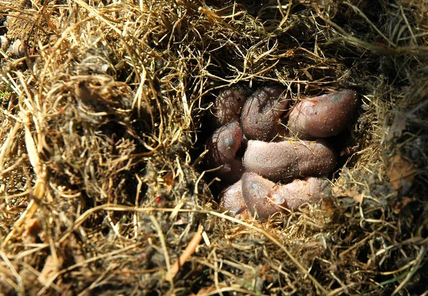Fotoğraf yuvaya yeni doğan tarla fareleri bahar. Yatay görünüm