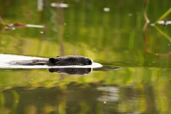 Photo of Beaver(Castor fiber) flowing in the morning by the lake — Stock Photo, Image