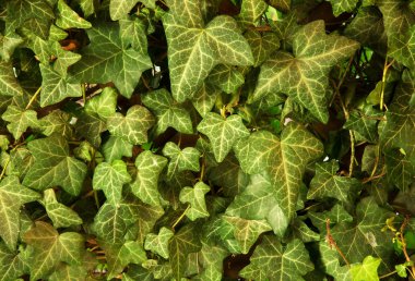 Ivy bir bahçe çardak duvarda büyüyen bırakır. Yatay