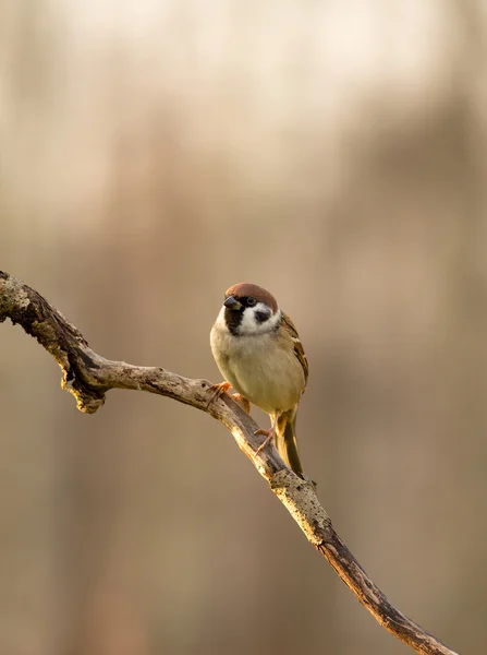 Veréb (Passer montanus) ül egy ága, a jó reggelt — Stock Fotó