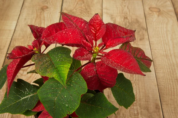 Poinsettia (Euphorbia pulcherrima) or Bethlehem Star on wooden b — Stock Photo, Image