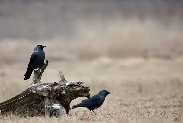 İki Western küçük karga (Corvus monedula) bir çayır üzerinde kışın — Stok fotoğraf