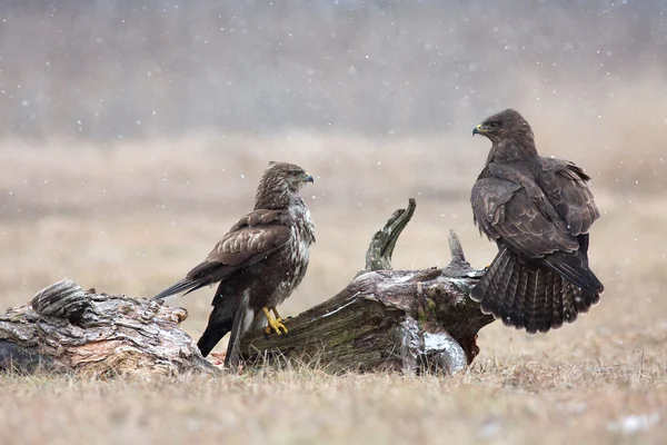 Two common buzzard (Buteo buteo) in winter, the meadow — Stock Photo, Image