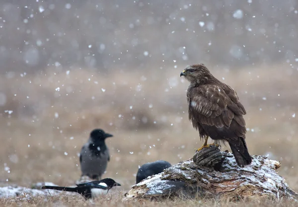 Bayağı Şahin (Buteo buteo) bir kar fırtınası çayırda — Stok fotoğraf