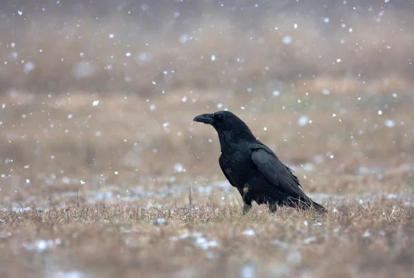 Holló (Corvus corax), a hóvihar a réten — Stock Fotó
