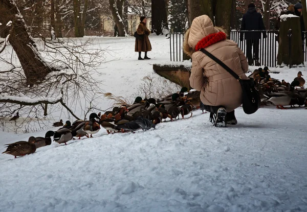 Poland-Warsaw,January 2016.Woman feeds birds in Warsaw in Januar — Stock Photo, Image