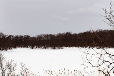 Bulutlu bir gökyüzünün arka planına karşı ağaç dalları çerçevesinde kış manzarası.