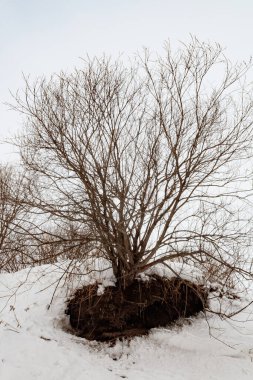 Ormandaki kardaki kış ağacı.