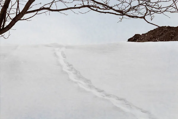 Ağaçların arkasında kardaki çiftlik hayvanlarının ayak izleri..