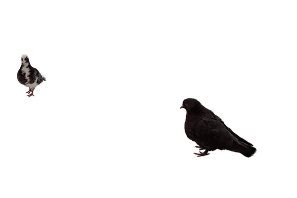 Beyaz arka planda hareket eden vahşi güvercinler.