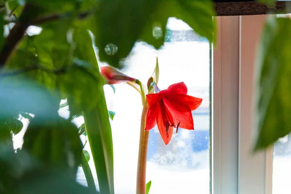 Ev bahçesinde kırmızı çiçekler..