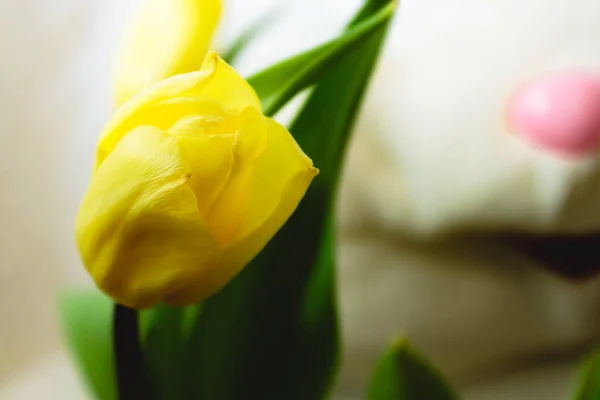 Yumuşak oyuncak tavşanın arka planında sarı laleler.