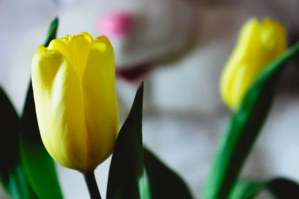 Yumuşak oyuncak tavşanın arka planında sarı laleler.