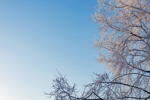 Ağaçların dallarında donan buz berrak gökyüzünün arka planına karşı.