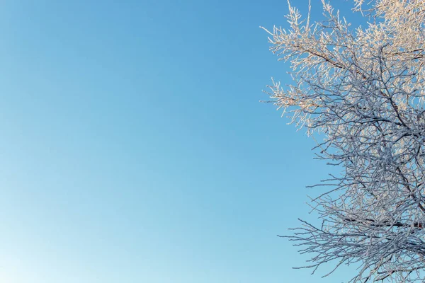 Ağaçların dallarında donan buz berrak gökyüzünün arka planına karşı.