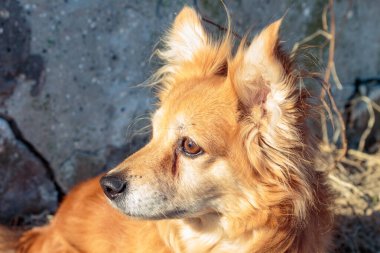 Binanın yanındaki çimlerin üzerinde sarı çimlerin arasında küçük kızıl bir köpek..