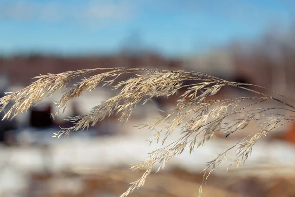 Altın kuru otların güzel soyut yakın çekimi. Doğal arka plan. Her amaç için harika bir tasarım.