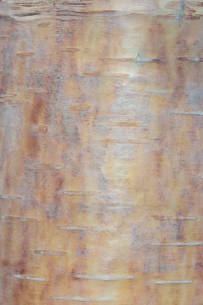 Close Detail Birch Bark Background Texture — Stock Photo, Image