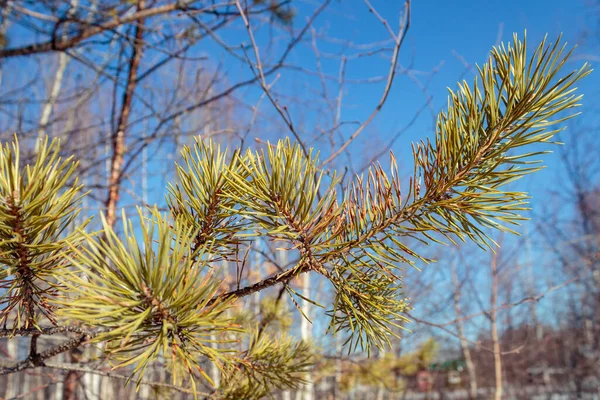 Noel ağacının bahar dalları. Yeni yıl konsepti, Noel, doğa. Pankart. Düz yatar, yan görünüm.