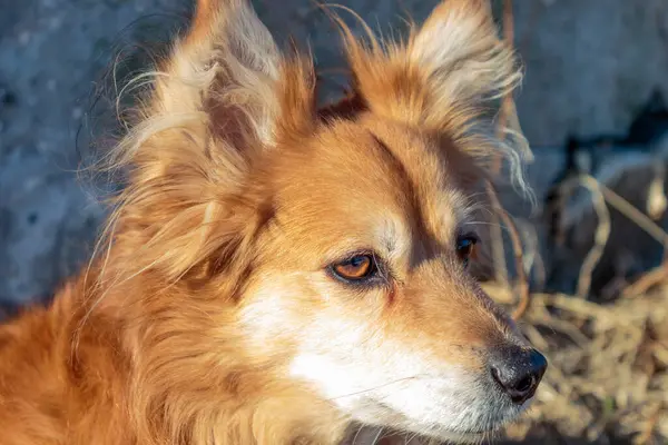 Binanın yanındaki çimlerin üzerinde sarı çimlerin arasında küçük kızıl bir köpek..