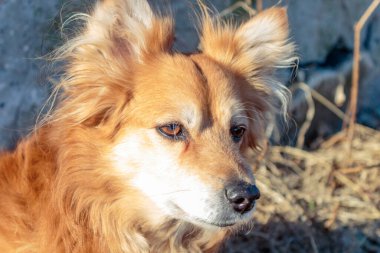Binanın yanındaki çimlerin üzerinde sarı çimlerin arasında küçük kızıl bir köpek..