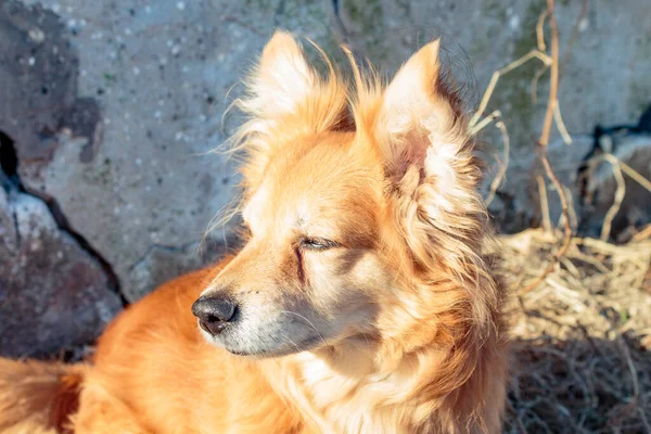 Binanın yanındaki çimlerin üzerinde sarı çimlerin arasında küçük kızıl bir köpek..