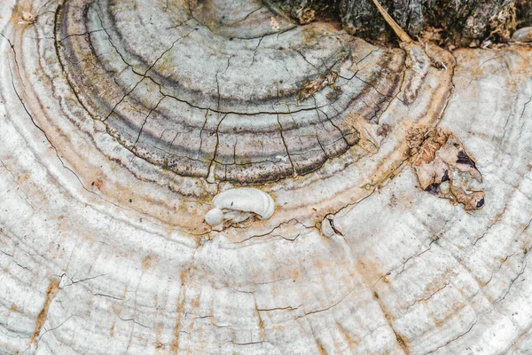 Ağaç mantarı. Yapısal yüzey, arkaplan veya sıçrama için.