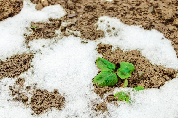 Yağan karın altında yeşil çilek filizleri, doğal anormallikler..