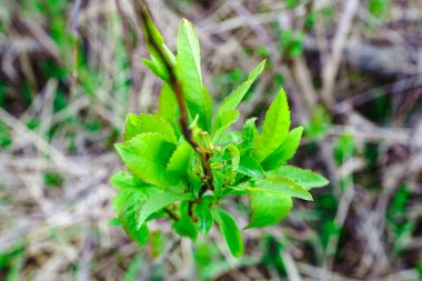 Haziran 'da çiçek açan bir bitki, arka planda bulanık bir ışığa karşı.