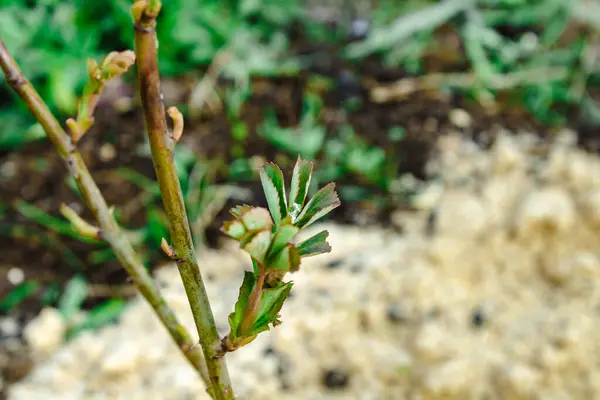 Haziran 'da çiçek açan bir bitki, arka planda bulanık bir ışığa karşı.