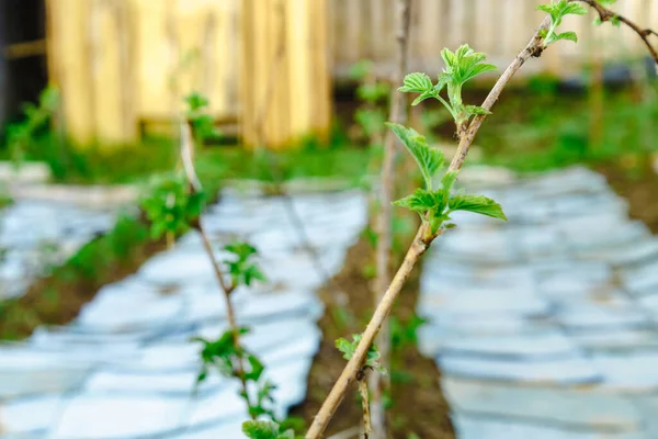 Haziran 'da çiçek açan bir bitki, arka planda bulanık bir ışığa karşı.
