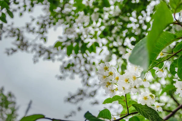 Yazın başında açan ve açan Haziran ağaçları.