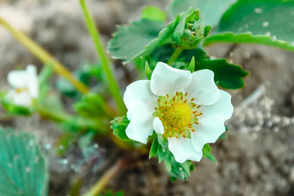 Parlak haziran güneşinin altında çiçek açan çilek çalısı..