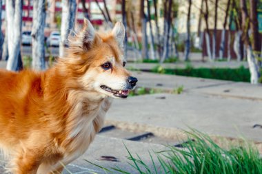 Neşeli ve neşeli kızıl saçlı bir köpek şehrin dışındaki bir kır evinde bahar güneşinin tadını çıkarıyor..