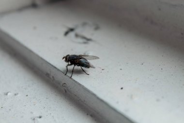 Beyaz pencere eşiğinde koşuşturan vahşi bir sinek..