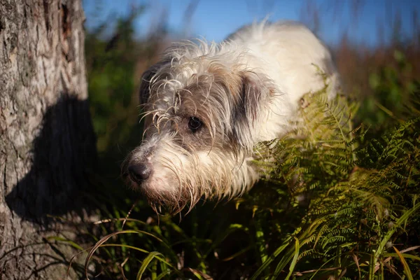 Kutya az erdőben. A kutya vadászik.. — Stock Fotó