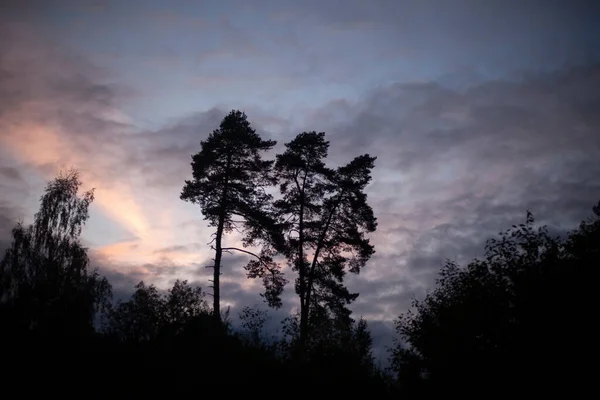 Peisaj de seară cu o pădure . — Fotografie, imagine de stoc