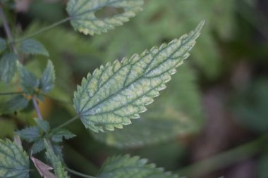 Ormanda ısırgan otu. Bitki yaprağı. Yeşil ısırgan otu.