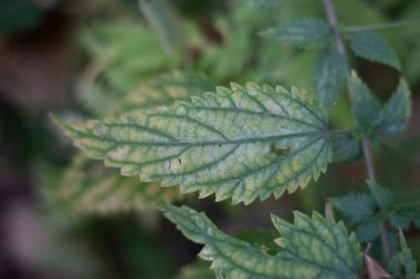 Ormanda ısırgan otu. Bitki yaprağı. Yeşil ısırgan otu.
