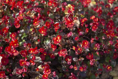 Kırmızı bitki. Bahçe çiçekleri.