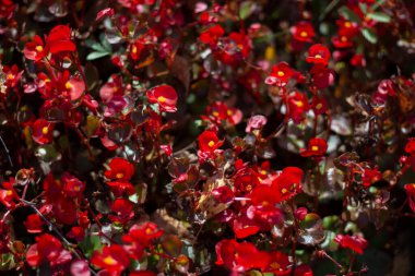 Kırmızı bitki. Bahçe çiçekleri.