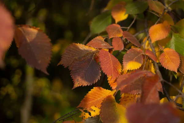 Podzimní žluté listy. Krása přírody. — Stock fotografie